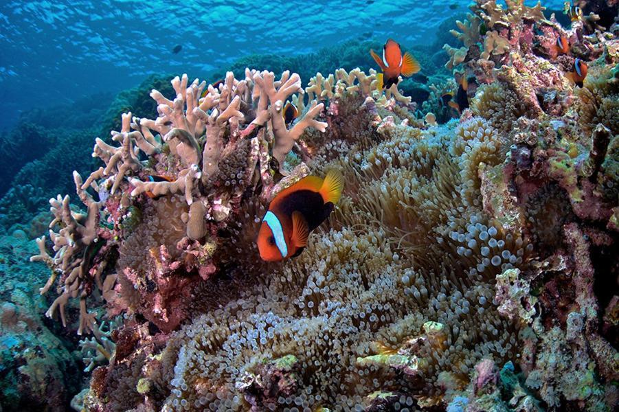 Guesthouse The 4 Fish Manado Esterno foto