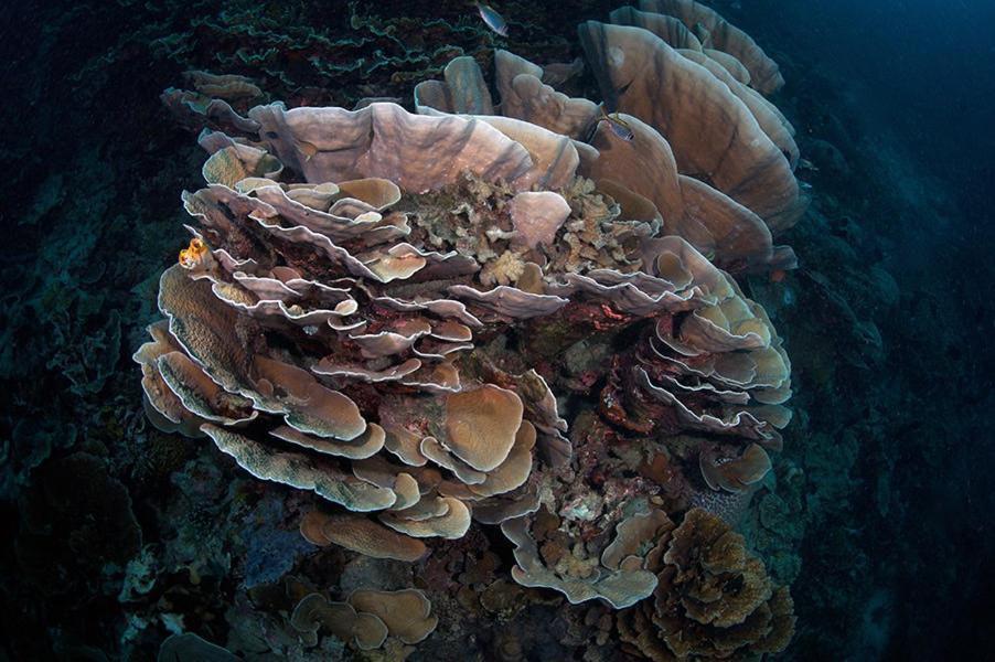 Guesthouse The 4 Fish Manado Esterno foto